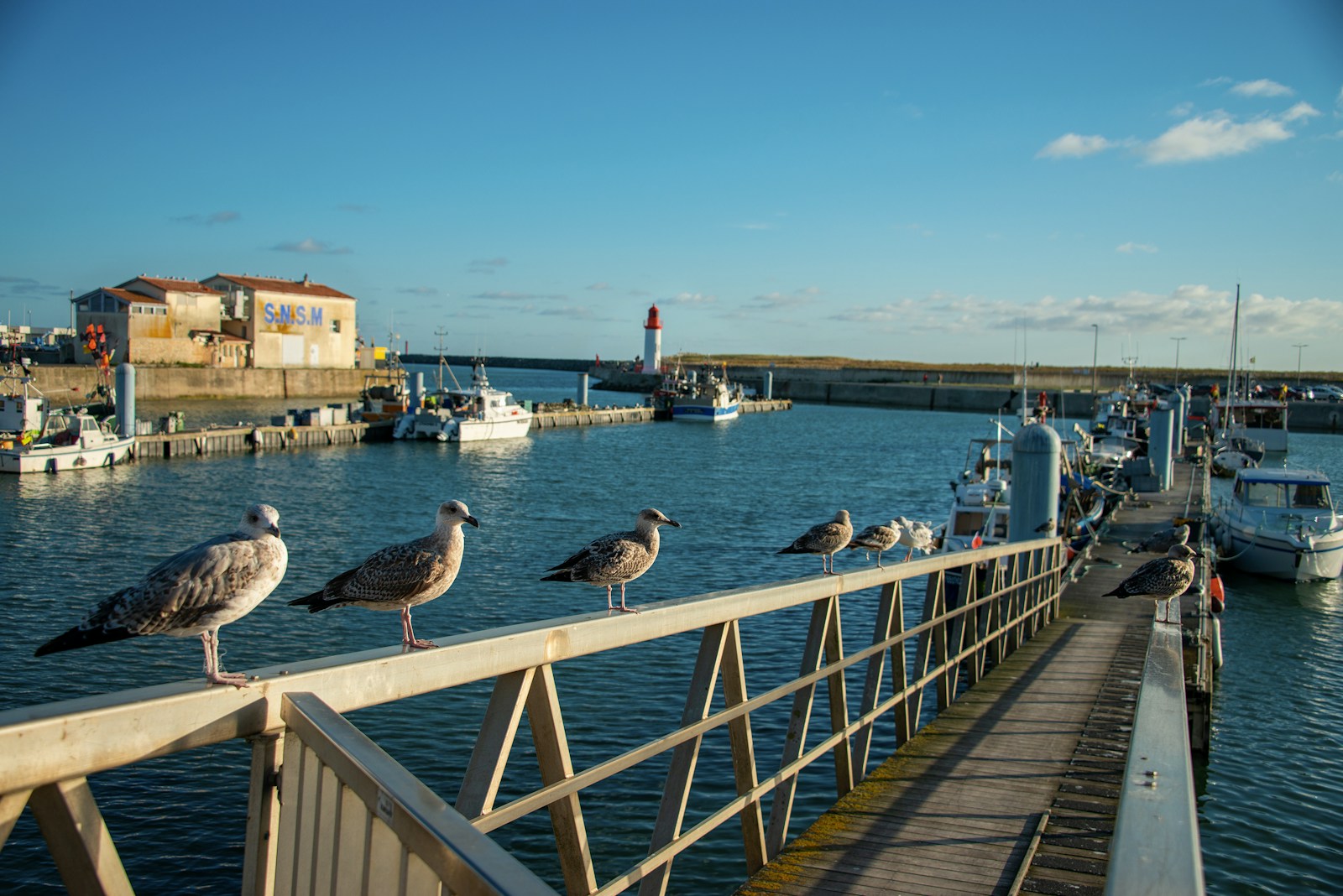 des oiseaux sur l'île d'oléron